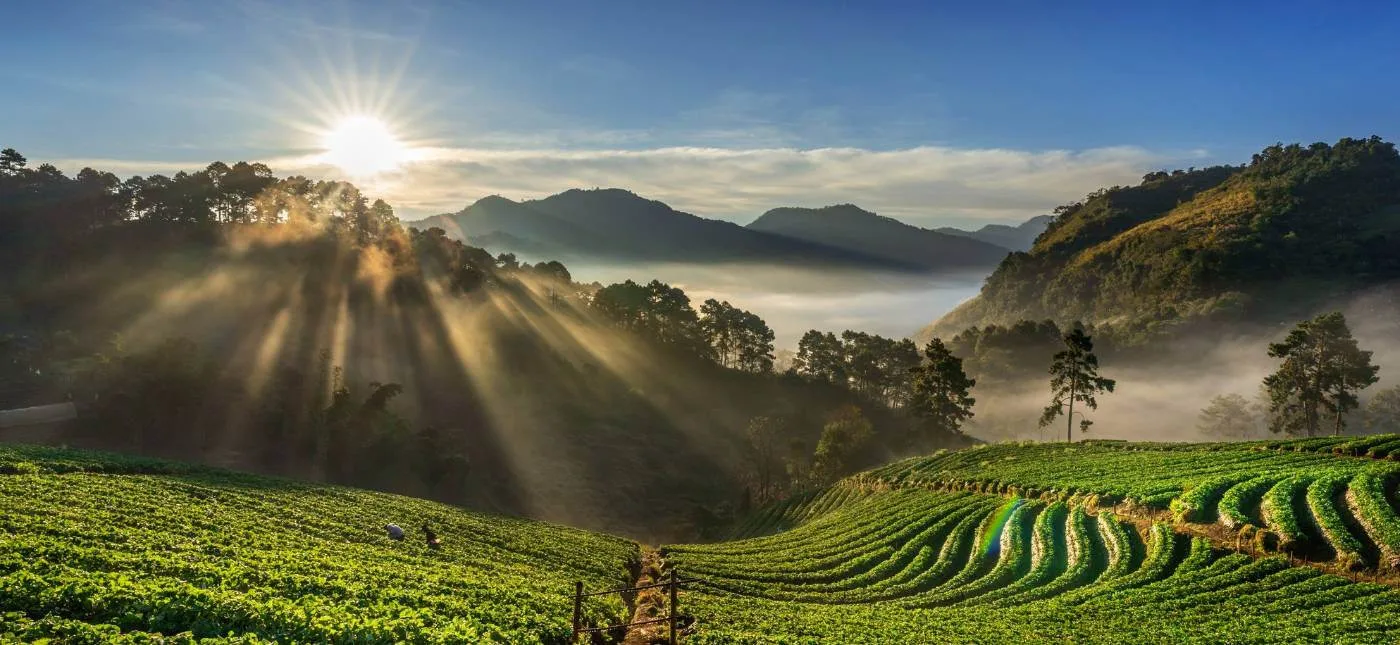 coffee plantation 1400x762